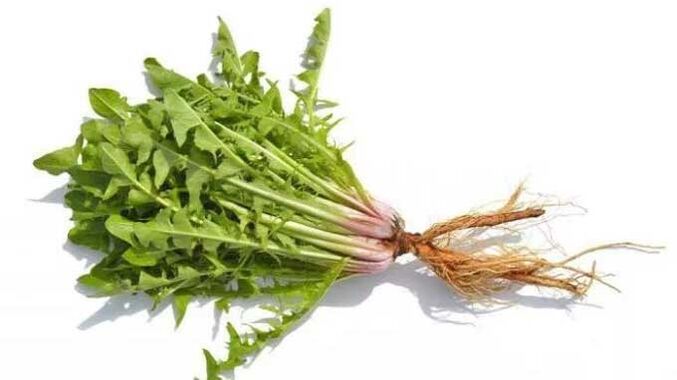 Ρίζα πικραλίδας στο NEOflorax