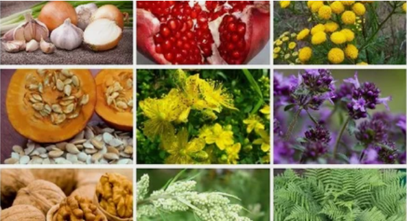 Θεραπεία των παρασίτων στο ανθρώπινο σώμα με λαϊκές θεραπείες